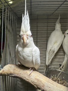 корела нимфа попугайчик: белые и желтые лютино