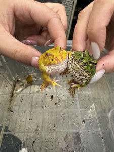 кольорові сухопутні жабки - рогатки