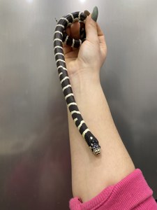 калифорнийская королевская черно белая змея - ручные домашние змейки
