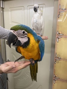 папуга ара синьожовта, синьожовті ари- ручні пташенята