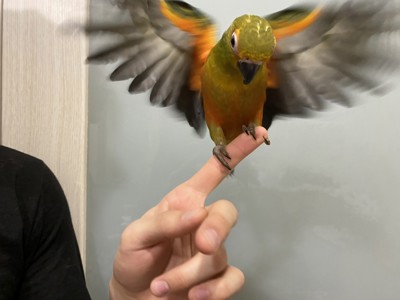Говорящий попугай Аратинга, солнечные и яндашки, ручные птенцы