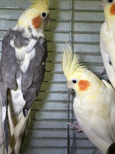 Пташенята папуги Корела, корела з чубом різнобарвні