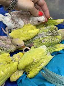 Попугай для разговора-Ожереловый Крамера, солнечные желтые и зеленые