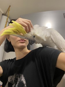 Ручной говорящий попугай какаду с желтым хохолком