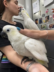 Какаду желтохохлый большой, ручной попугай 3 месяца