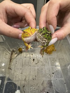 кольорові сухопутні жабки - рогатки