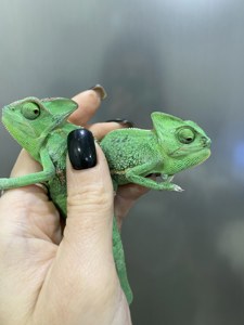 Йемеский шлемоносный хамелеон, террариум и корма для хамелеона