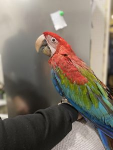 Крупный красный попугай - Ара зеленокрылый - птенец выкормыш