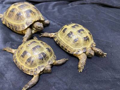 Сухопутная чепепаха - ручная черепаха вегетарианец 16-18 см