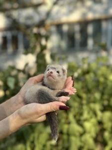 Домашние хоречки разные окрасы, ручной хорек