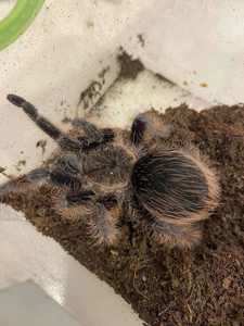 Павук альбопілосум, павучки птахоїди - Brachypelma albopilosum