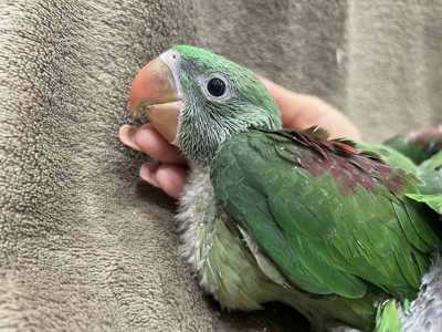 Александрийский попугай и клетки - птенцы выкормыши для разговора
