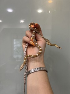 Змейка маисовый полоз 38-48 см, морфа gold dust