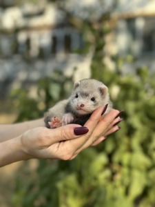 Домашние хоречки разные окрасы, ручной хорек