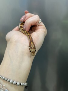 Карликова змія для початківця та любителів - маїсовий полоз