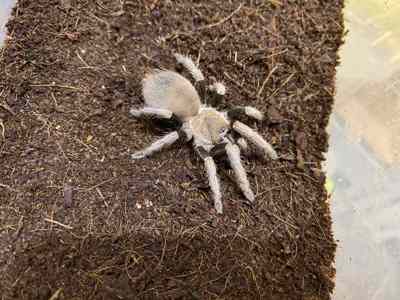 Vitalius paranaensis паук птицеед для новичков, самцы и самки крупные
