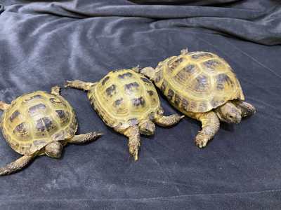 Сухопутная чепепаха - ручная черепаха вегетарианец 16-18 см