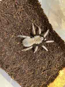 Vitalius paranaensis паук птицеед для новичков, самцы и самки крупные