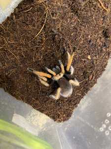 Павук птахоїд помаранчевий Афонопельма біколоратум 4-5см по тілу
