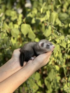 Ferret декоративный хорек - ручняе малыши фретка