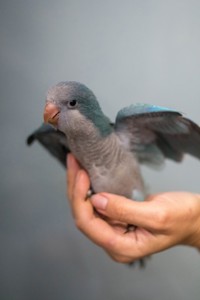 Синий попугай Квакер, синий монах. По Украине и Европе