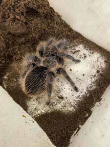 Павук альбопілосум, павучки птахоїди - Brachypelma albopilosum