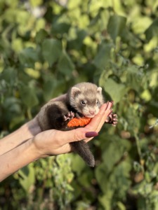 Домашній декоративний хорек, ручні хорята