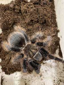 Павук альбопілосум, павучки птахоїди - Brachypelma albopilosum