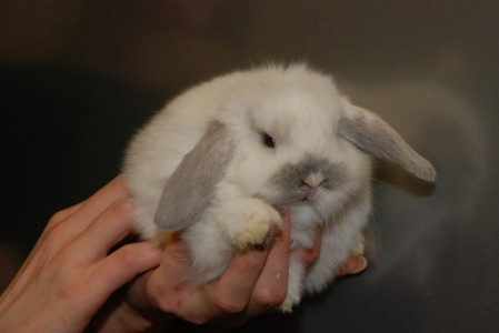 Висловухі крихітні декоративні кролики