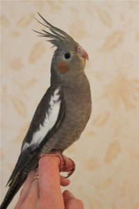 Нимфа, Карелла, Корелла, говорящие попугаи и клетки к ним