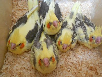 Самостійні папужки корелла, ручні, говорящі, доставка