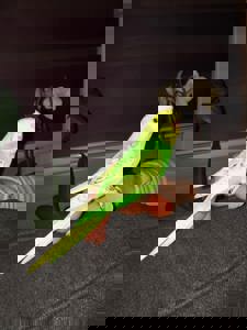 Волнистый попугай птенцы