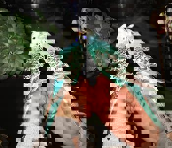 Волнистый попугай птенцы