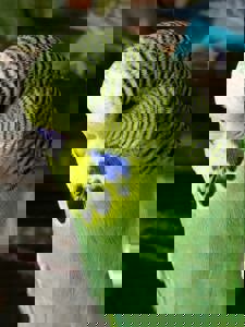 Волнистый попугай птенцы