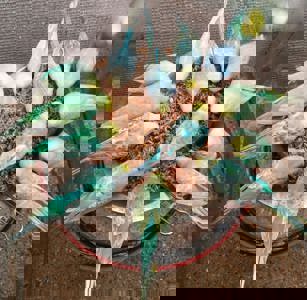 Волнистый попугай птенцы