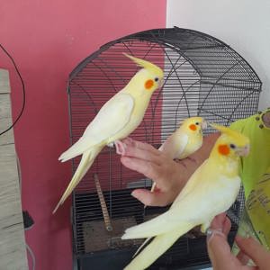 Супер ручные попугаи корелла птенцы молоденькие, карелла