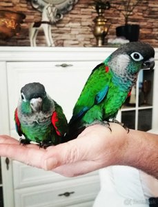 Ручные попугаи для детей пиррура ручной говорящий попугай