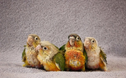 Ручные попугаи для детей пиррура ручной говорящий попугай