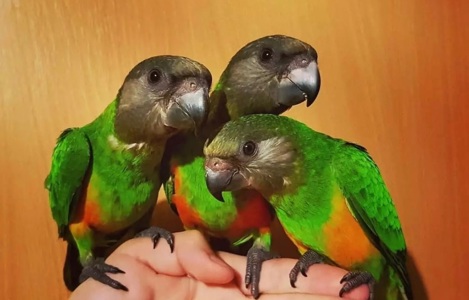 Умные разговорчивые ручные Сенегальские попугаи. Сенегал