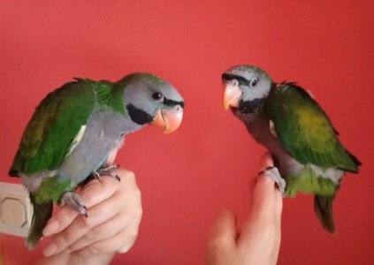 Кольчатые Китайские попугаи птенчики ручные