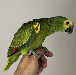 Амазон говорящий, умный, красивый попугай выкормыш