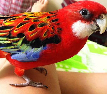 Попугай Розелла пестрая, красная, рубиновая ручные птенцы