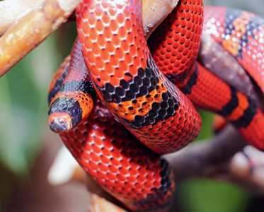 Молочная гондурасская змея (лат. Lampropeltis trangulum hondurensis)