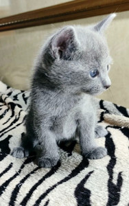 Елітні кошенята російський блакитна розплідник.
