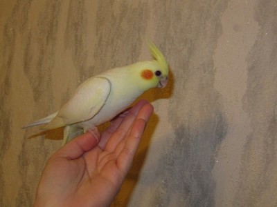 Нимфа, Карелла, Корелла, говорящие попугаи и клетки к ним