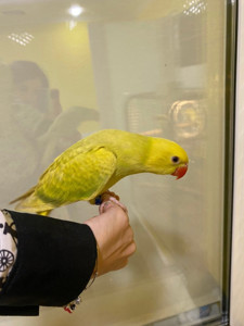 Ожереловый попугай. Кольчатый ручной попугай