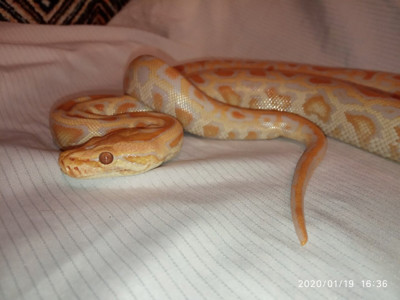 Тигровый питон. Альбинос. Python molurus albino.