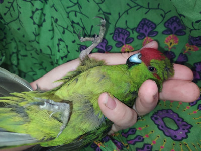 Ручні папужки какарікі. Жовтого та зеленого забарвлення. Самці та самк