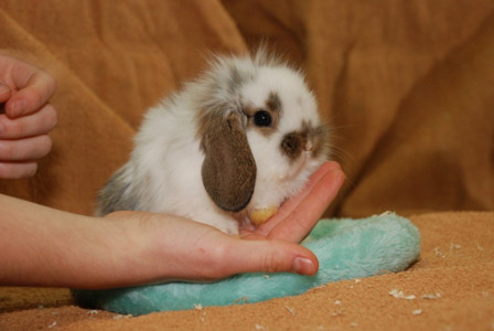 Висловухі крихітні декоративні кролики