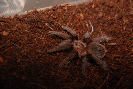 Большой паук - брахипельма альбопилосум. Самки и самцы от 5 см